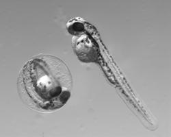 Zebrafish embryos